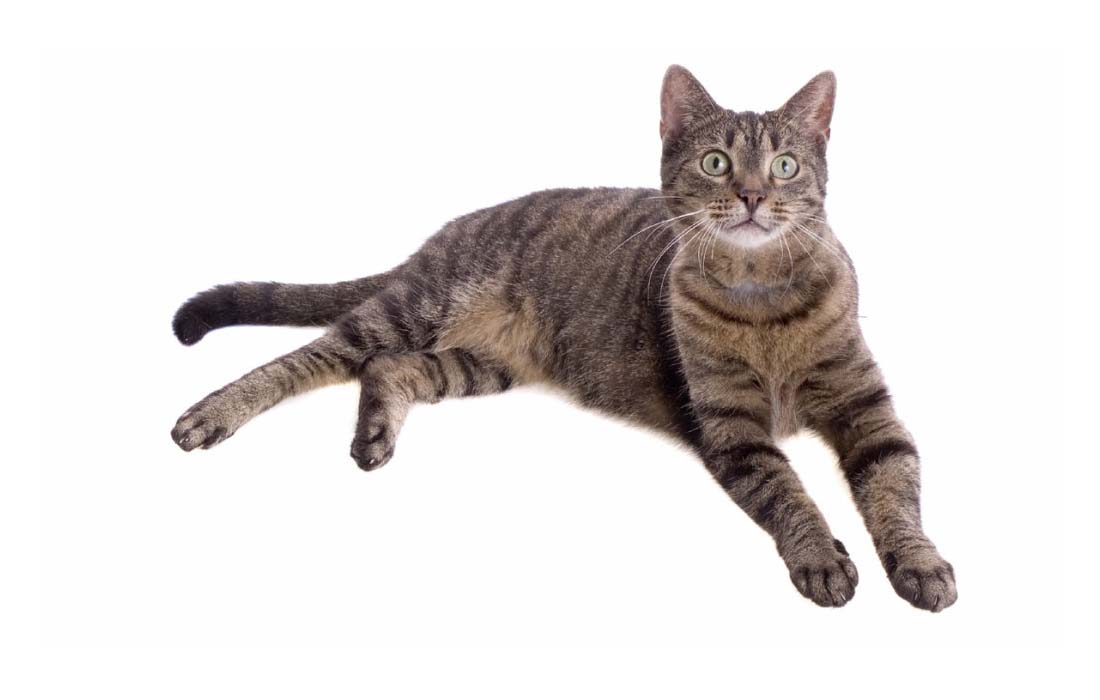 花猫 中国狸花猫– 猫网