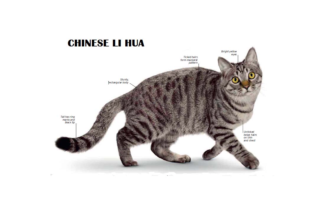 花猫 中国狸花猫– 猫网